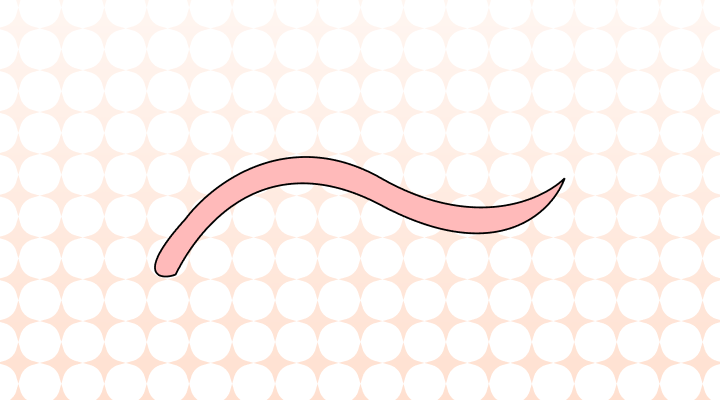 ミミズ英語で(Earthworm, Rainworm, Fishworm差異と意味)